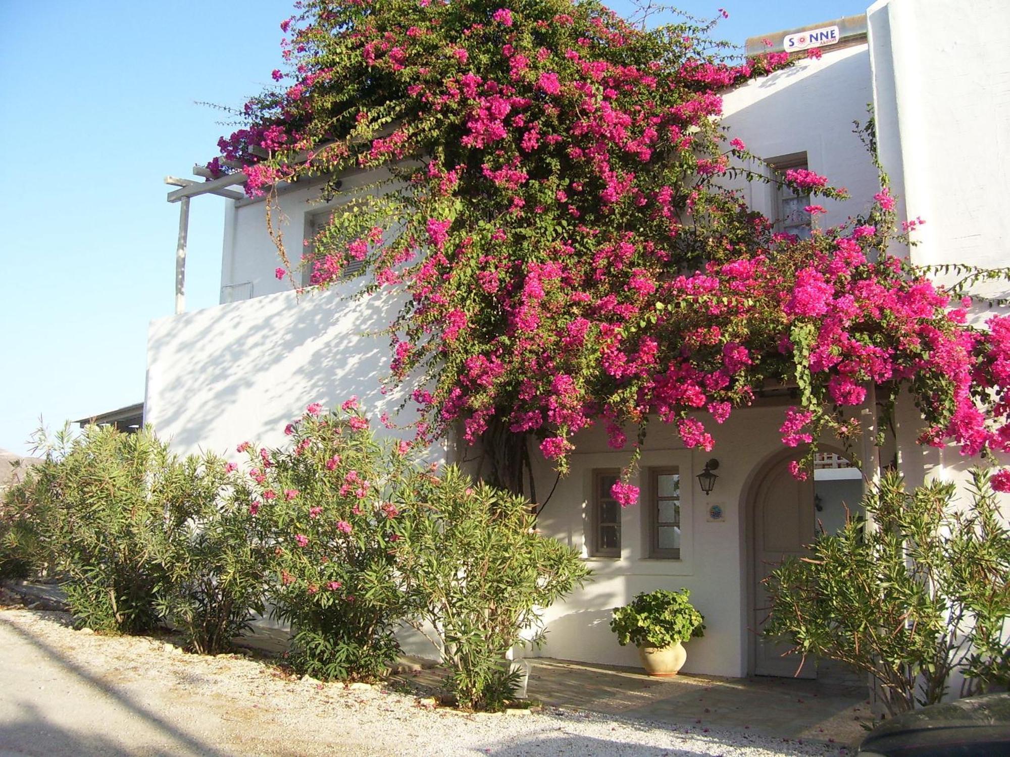 Despina's Mare Naousa
